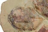 Two, Large Megistaspis Trilobites With Antennae & Gut Traces! #190168-4
